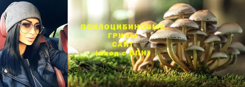 Псилоцибиновые грибы Psilocybe  OMG зеркало  Луза 